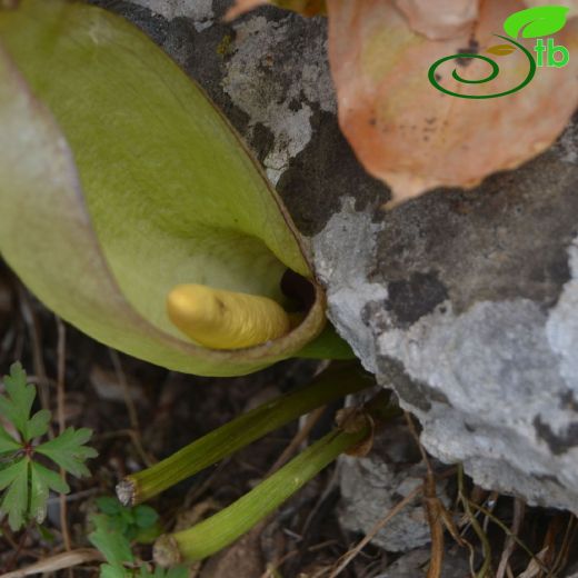 Araceae-Yılanyastığıgiller