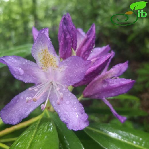 Ericaceae-Fundagiller