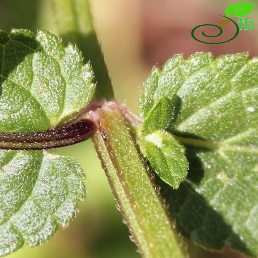 Stachys palustris