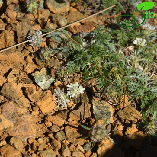 Lomelosia polykratis