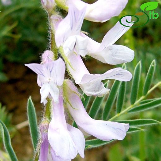 Vicia canescens