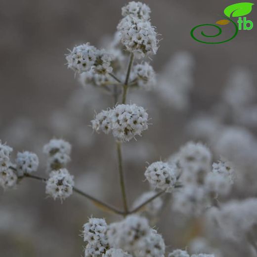 Gypsophila lepidioides