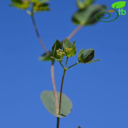 Bupleurum heldreichii