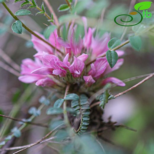 Astragalus cephalotes