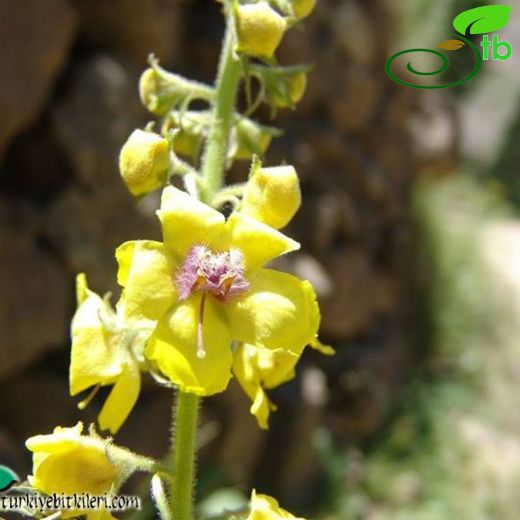 Verbascum mecit-vuralii