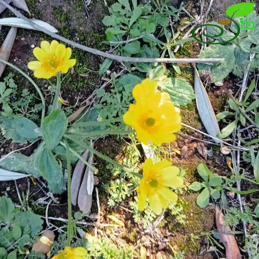 Ranunculus bullatus
