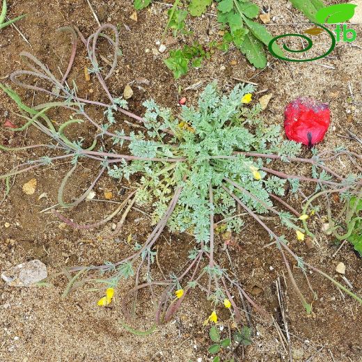 Papaveraceae-Haşhaşgiller