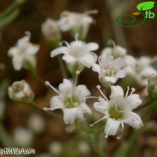 Gypsophila paniculata