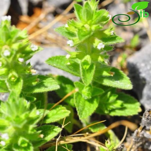 Stachys woronowii