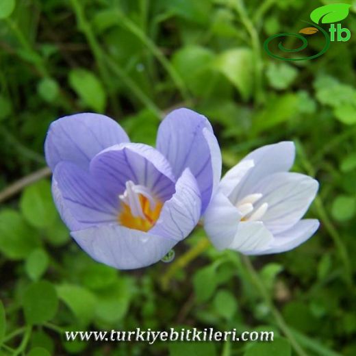 Crocus pulchellus