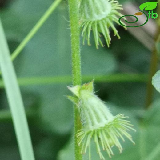 Agrimonia eupatoria