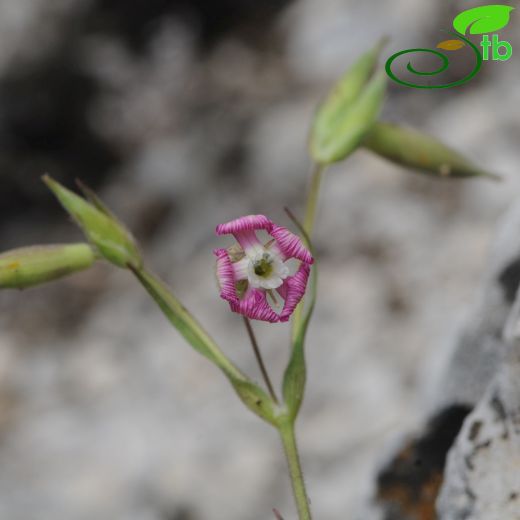 Silene conica