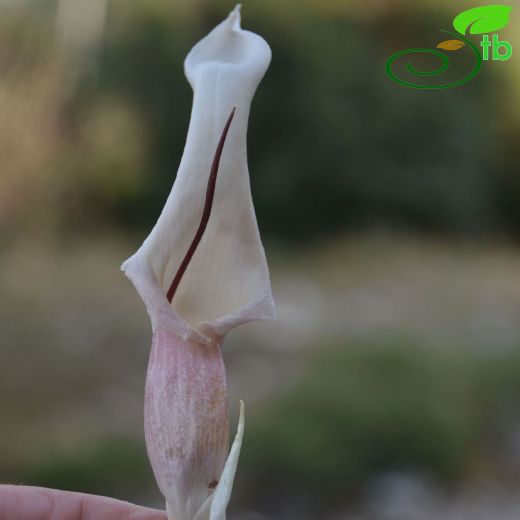 Araceae-Yılanyastığıgiller