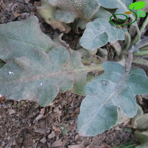 Verbascum lobatum