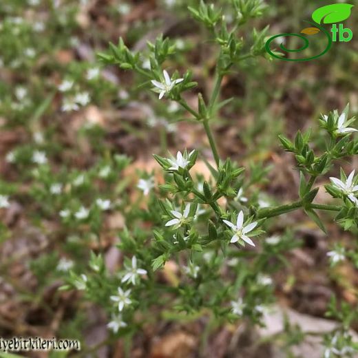 Minuartia intermedia