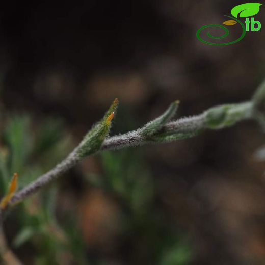 Minuartia leucocephala