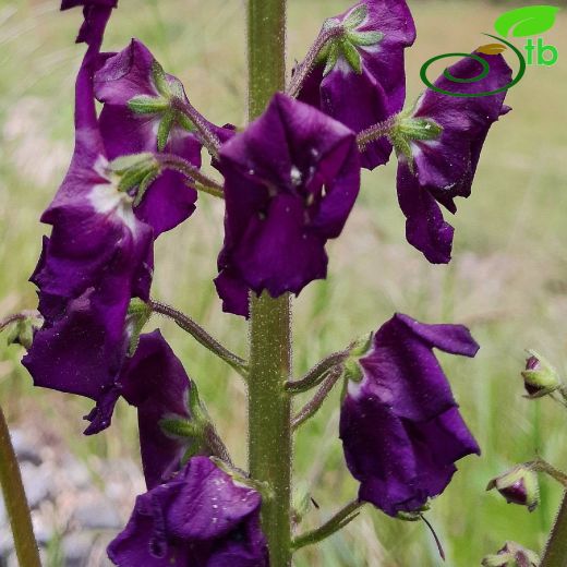 Scrophulariaceae-Sıracaotugiller