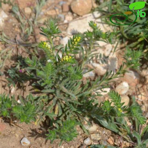 Neatostoma apulum
