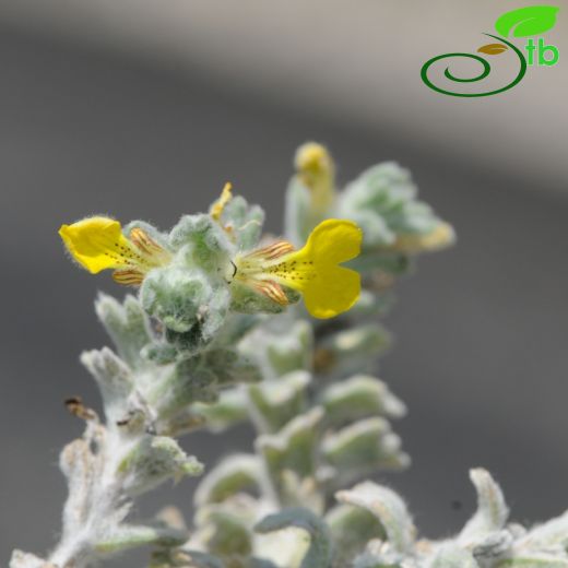 Ajuga bombycina