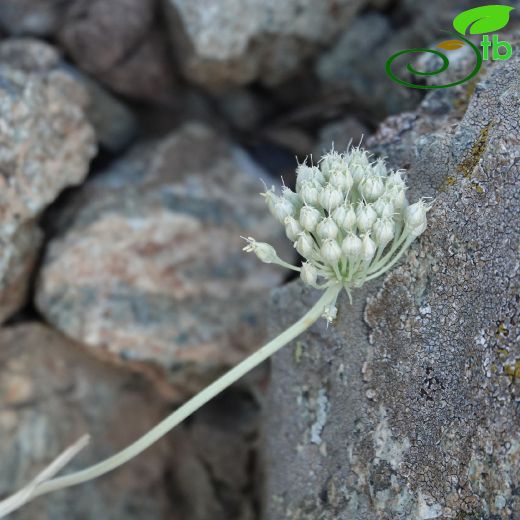 Allium-Soğan