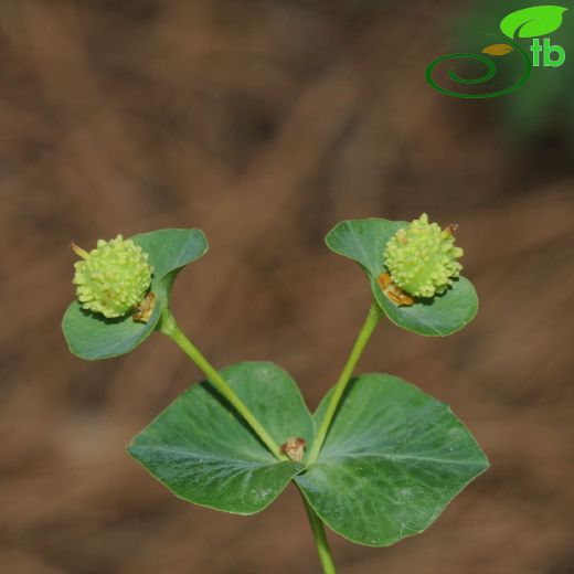 Euphorbiaceae-Sütleğengiller