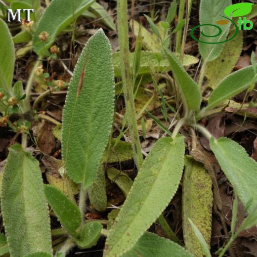 Stachys obliqua