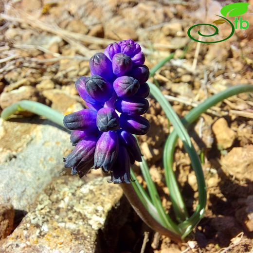 Muscari inconstrictum