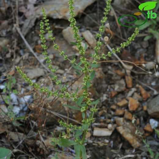 Rumex conglomeratus