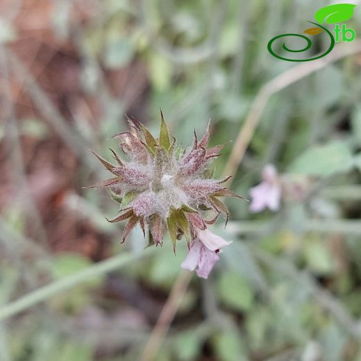 Stachys bombycina