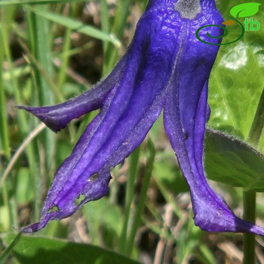 Clematis-Akasma