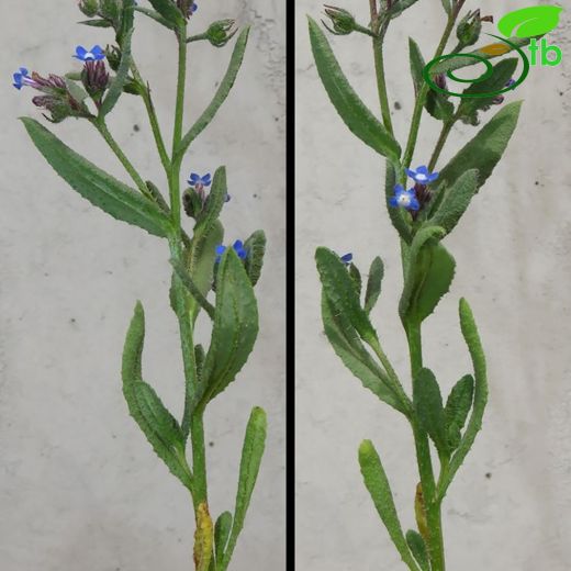 Anchusa pusilla