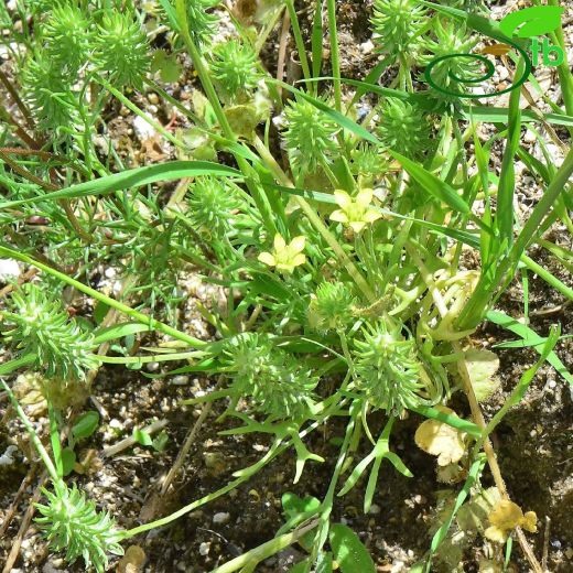 Ranunculaceae-Düğünçiçeğigiller