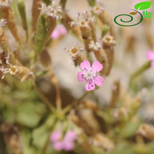 Silene assyriaca
