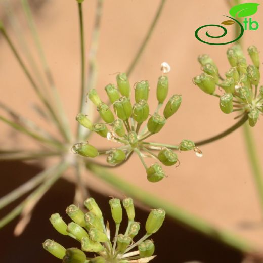 Bunium serdengectii