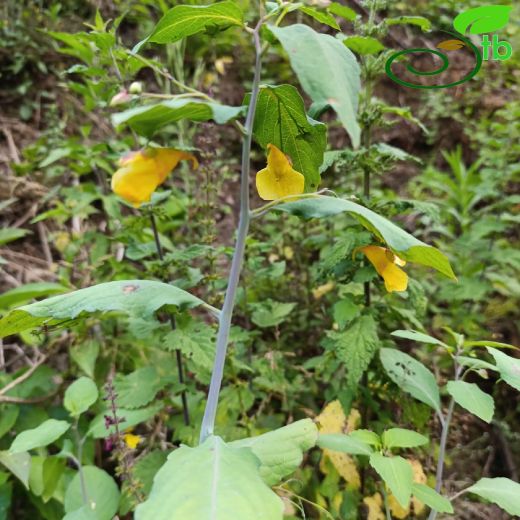 Impatiens noli-tangere