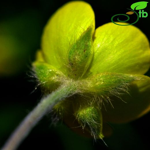 Ranunculus argyreus