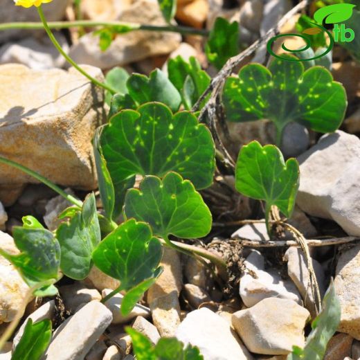 Ranunculus brevifolius