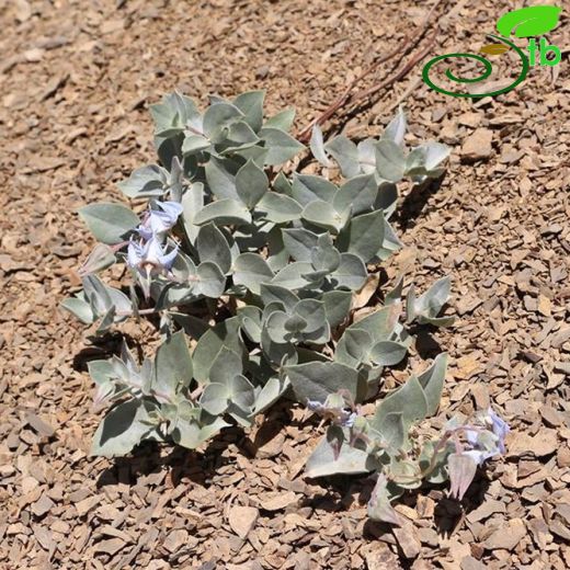 Trichodesma incanum