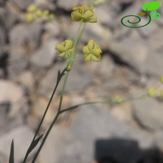 Bupleurum pulchellum