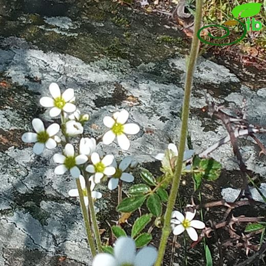 Saxifraga-Taşkıran