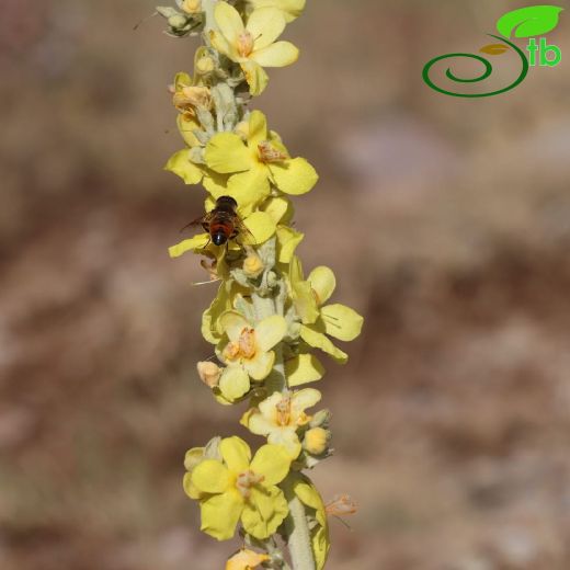 Scrophulariaceae-Sıracaotugiller