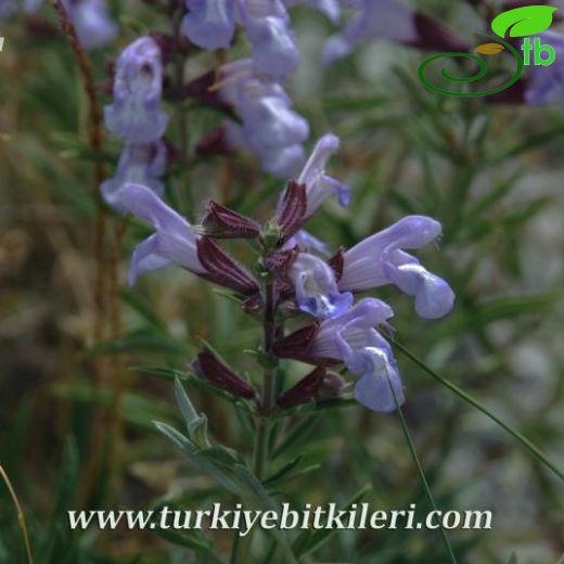 Salvia wiedemannii