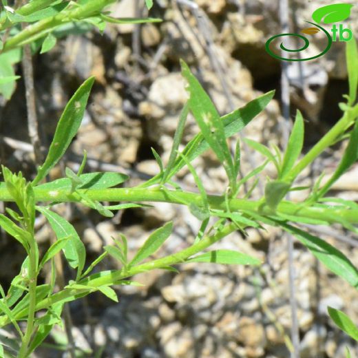 Anarrhinum orientale