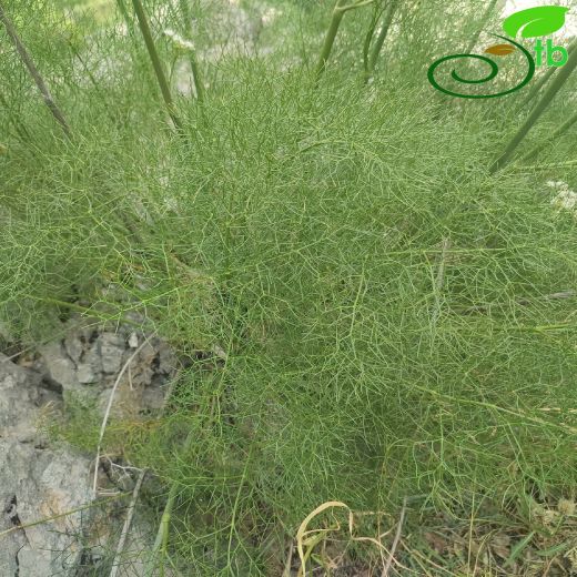 Diplotaenia