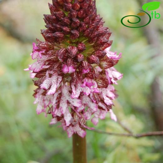 Orchis purpurea