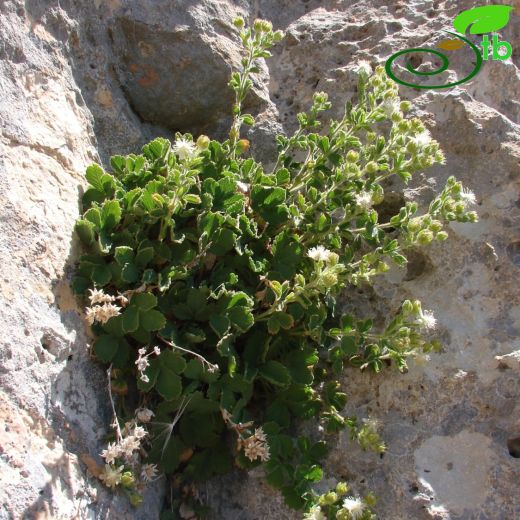 Potentilla libanotica