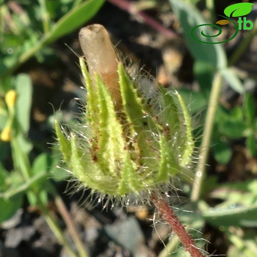 Althaea-Gülhatmi