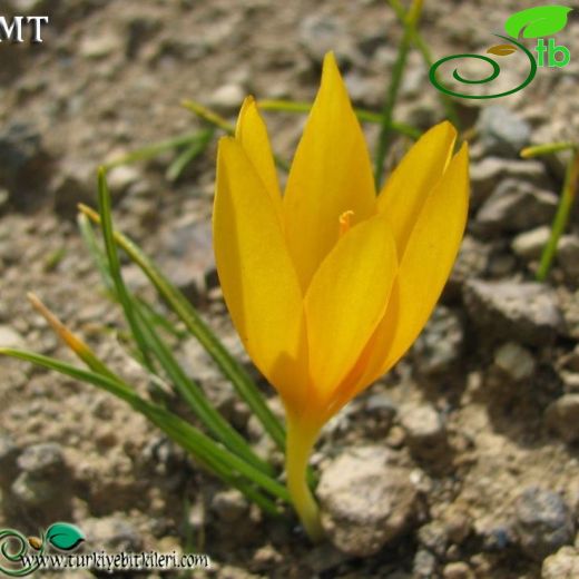 Crocus scharojanii