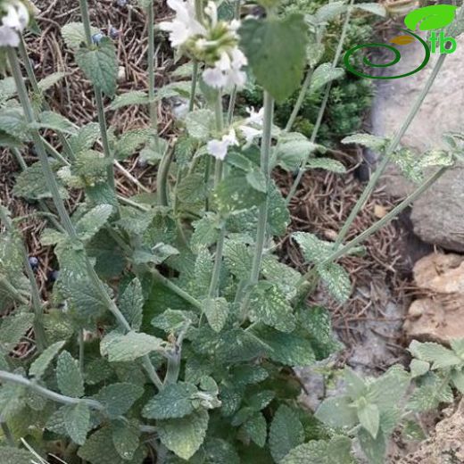 Nepeta italica