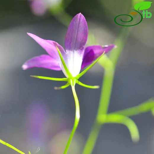 Campanula-Çançiçeği